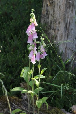 Vingerhoedskruid - Digitalis purpurea 