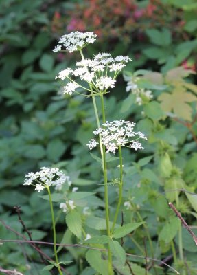 Schermbloemenfamilie - Apiaceae