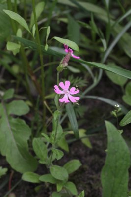 Dagkoekoeksbloem - Silene doica 
