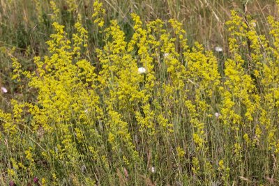 Geel walstro -Yellow bedstraw  - galium verum