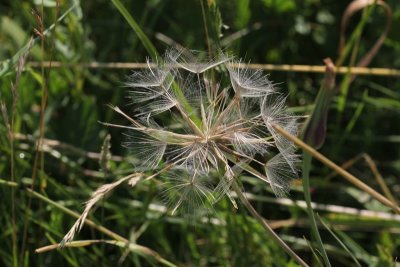 Gele morgenster - Tragopogon pratensis 