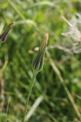 Gele morgenster - Tragopogon pratensis  