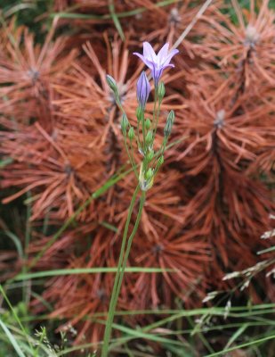 Grasklokje - Campanula rotundifolia  