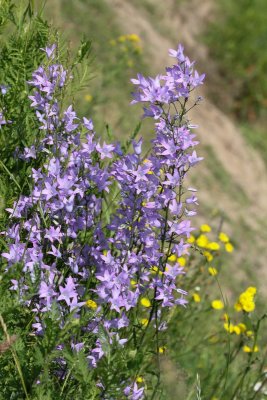 Klokjesfamilie - Campanulaceae