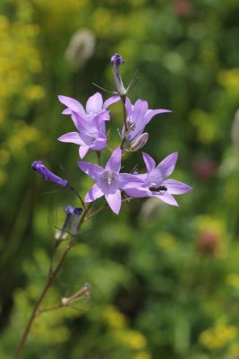 Rapunzelklokje - Campanula rapunculus 