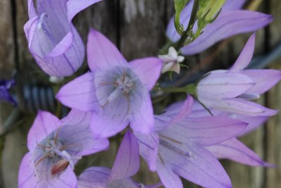 Rapunzelklokje - Campanula rapunculus