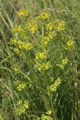 Heksenmelk - Euphorbia esula 