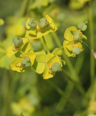 Heksenmelk - Euphorbia esula 