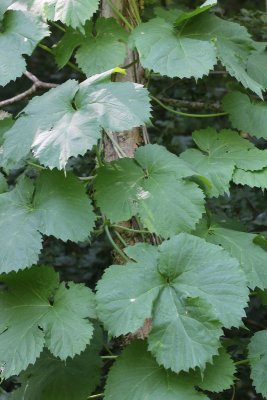 Hennepfamilie - Cannabaceae