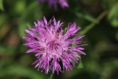 Knoopkruid - Centaurea jacea 