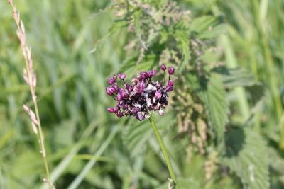 Slangenlook - Allium scorodoprasum.