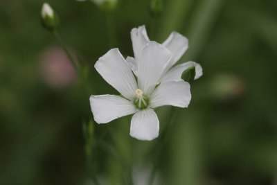 Vlas - Linum usitatissimum 