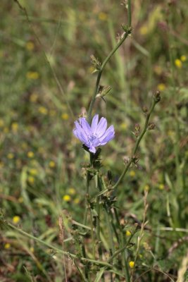 Wilde cichorei - Cichorium intybus 
