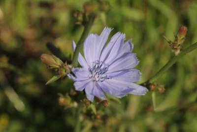 Wilde cichorei - Cichorium intybus 