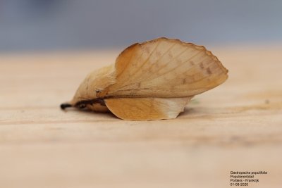 Gastropacha populifolia - Populierenblad