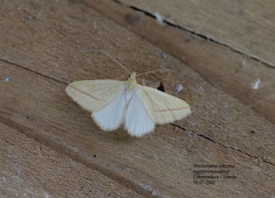 Rhodometra sacraria - Roodstreepspanner