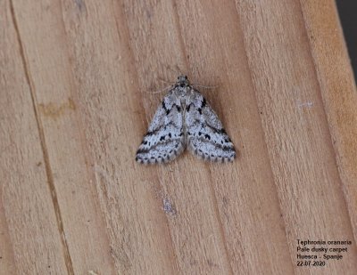 Tephronia oranaria - Pale dusky carpet