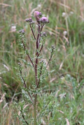  Akkerdistel - Cirsium arvense  