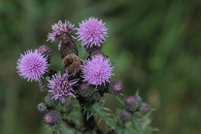  Akkerdistel - Cirsium arvense  