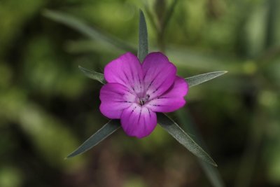  Bolderik - Agrostemma githago 