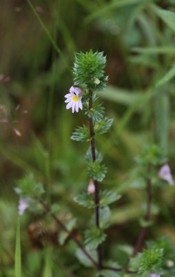 Stijve ogentroost - Euphrasia stricta