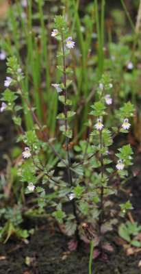 Stijve ogentroost - Euphrasia stricta