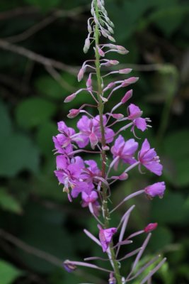  Wilgenroosje - Chamerion angustifolium 