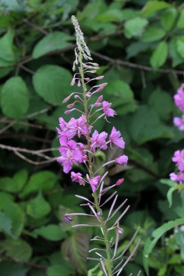  Wilgenroosje - Chamerion angustifolium 