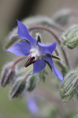 Bernagie - Borago officinalis