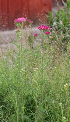 Duizendblad - Achillea millefolium 