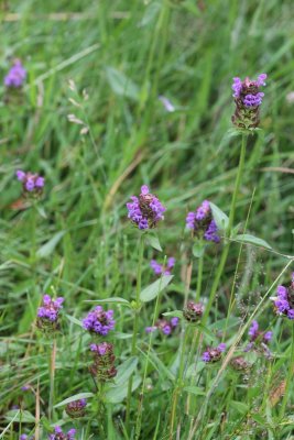 Gewone brunel - Prunella vulgaris 