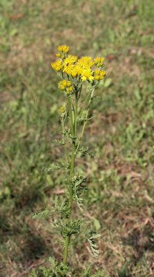 Gewone jakobskruiskruid - Jacobaea vulgaris subsp vulgaris 