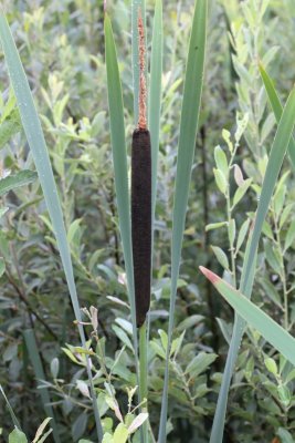 Grote lisdodde - Typha latifolia