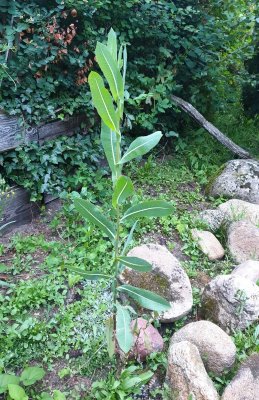 Kompassla - Lactuca serriola 