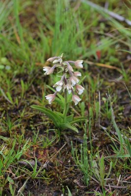 Moeraswespenorchis - Epipactis palustris
