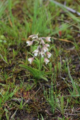 Moeraswespenorchis - Epipactis palustris 