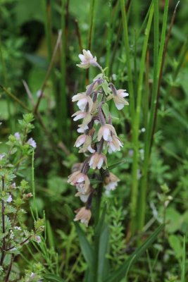 Moeraswespenorchis - Epipactis palustris 