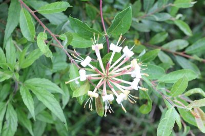 Wilde kamperfoelie - Lonicera periclymenum 