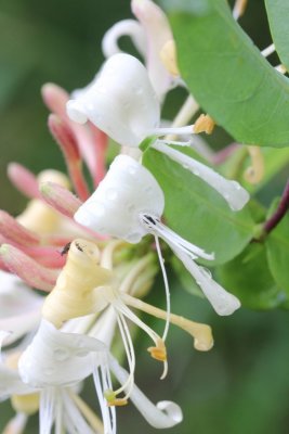 Wilde kamperfoelie - Lonicera periclymenum 