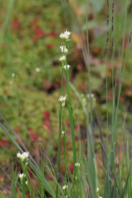 Witte snavelbies - Rhynchospora alba 