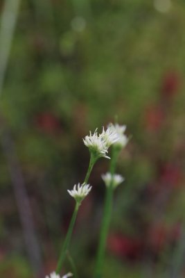 Witte snavelbies - Rhynchospora alba 