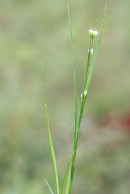 Witte snavelbies - Rhynchospora alba 