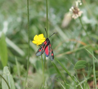 Zygaena lonicerae - Valse vijfvlek-sint-jansvlinder