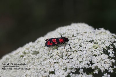 Zygaena carniolica - oogvlek sint jansvlinder