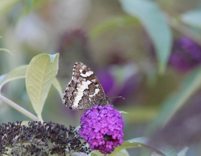Brintesia circe - Witbandzandoog