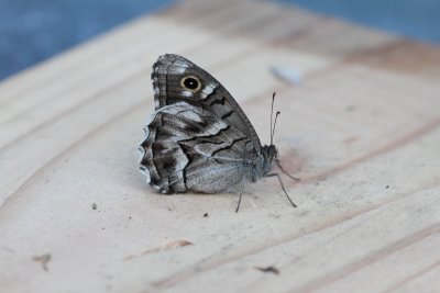 Hipparchia fidia - Gestreepte heivlinder