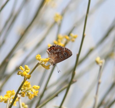 Aricia cramera - Moors bruin blauwtje 