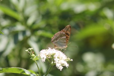 Argynnis paphia - Keizersmantel