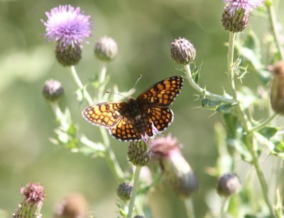 Melitaea celadussa - Zuidelijke Bosparelmoervlinder 