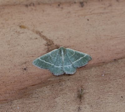 Microloxia herbaria